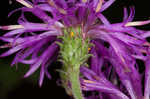 Baldwin's ironweed